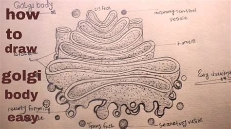 How TO Draw golgi body apparatus/diagram of golgi body/golgi body ...