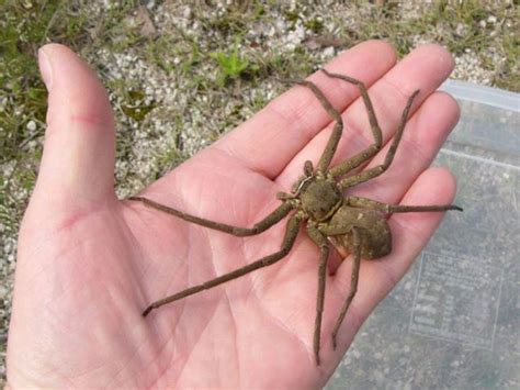 A Non Venomous Australian Spider (5 pics + 1 gif) in 2023 | Australian ...