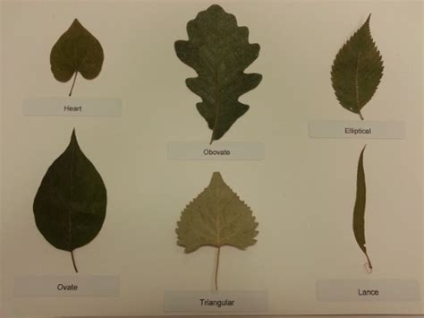 Obovate Leaf Trees - Infoupdate.org