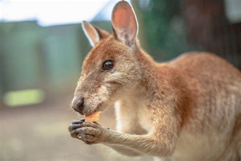 The Secret Life of Wallabies: Habitat and Behavior - Wildlife Blogging