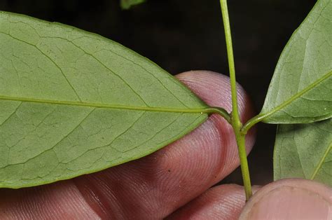 Salacia plant3 (Celastraceae) image 119356 at PhytoImages.siu.edu