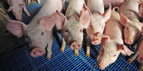 An Introduction to the National Swine Farm-Level Biosecurity Standard ...