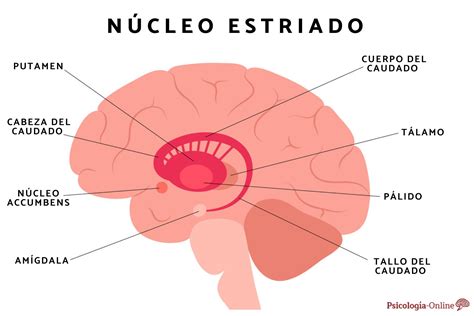 NÚCLEO ESTRIADO - Qué es, función y ubicación