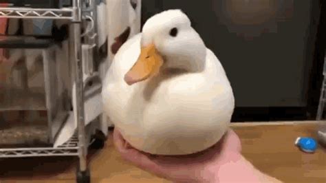 Ducks Shout GIF - Ducks Shout - Discover & Share GIFs