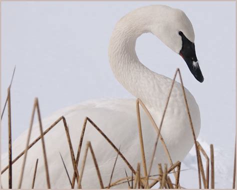 Trumpeter Swan and the Birds of Michigan | Michigan in Pictures