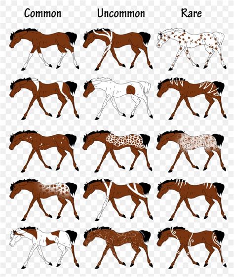 American Paint Horse Appaloosa Equine Coat Color Horse Markings ...