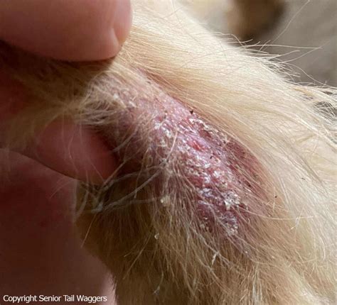 What Causes Crusty Patches On Dog's Skin at Margarito Gerst blog