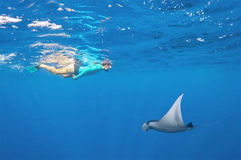 Snorkeling in The Seychelles - Alphonse Island