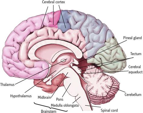 Mesencephalon; Midbrain | IntechOpen