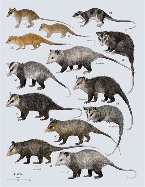 Family Didelphidae (Opossums) | Animals, Mammals, Animals wild