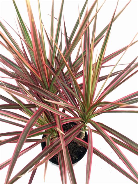 Colorama Madagascar Dragon Tree - Dracaena marginata - 2 Plants - 3 ...