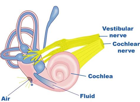 How perilymph fistula is diagnosed? causes, Symptoms & Treatment