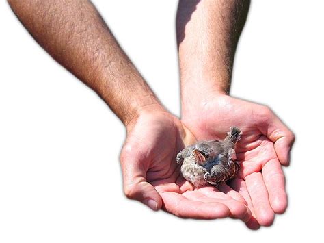 Bird in the hand Free Photo Download | FreeImages