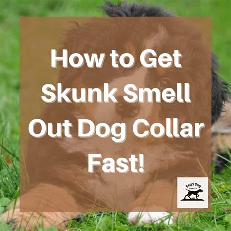 How to Get Skunk Smell Out of Dog Collar Fast!