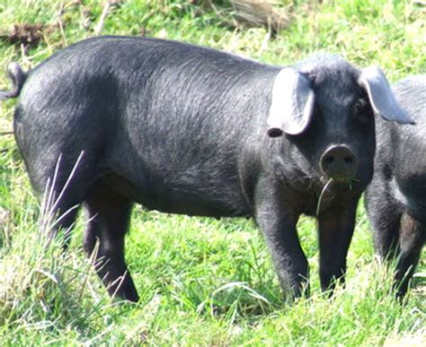 Large Black Pig: Origin, Characteristics, Uses, Photo