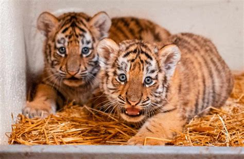 Toledo Zoo Welcomes Two Adorable Tiger Cubs After 9 Years