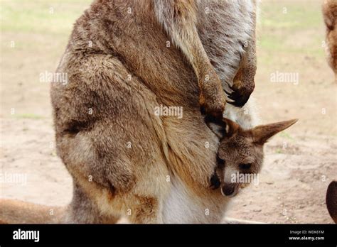 Baby kangaroo pouch High Resolution Stock Photography and Images - Alamy