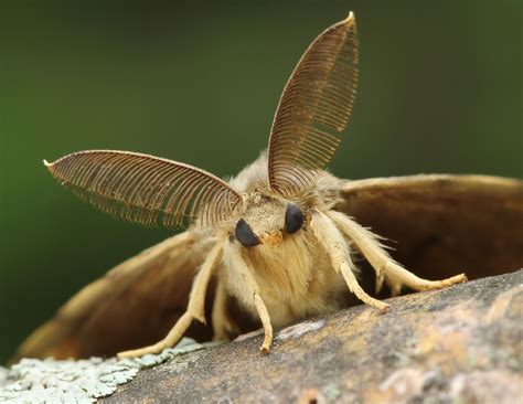 Gypsy Moth Identification