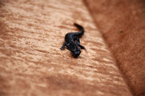 What Do Newts Eat? | Pet Care Advisors