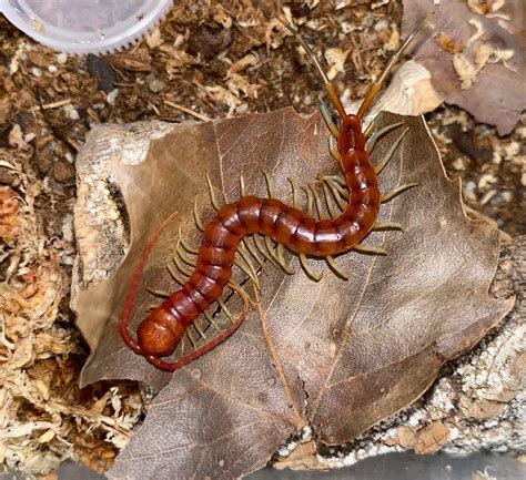 Centipede - Scolopendra sp. "white leg" | Arachnoboards