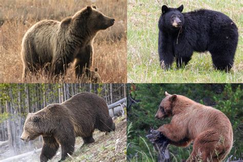 How to Tell the Difference Between a Grizzly Bear and a Black Bear ...