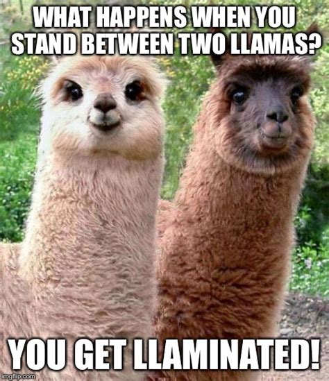 Happy Birthday Llama Memes - Imgflip