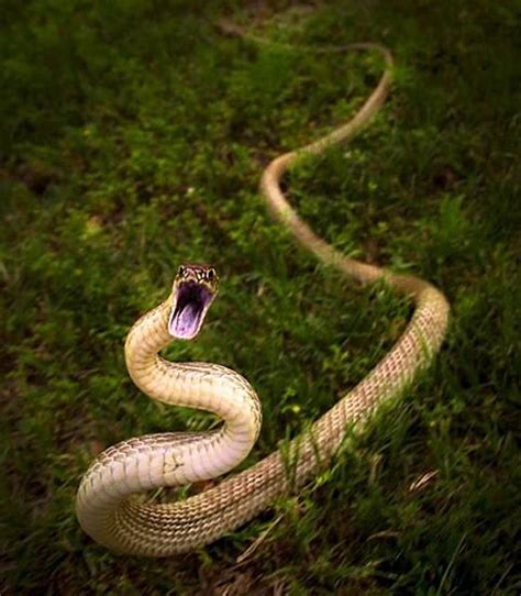 Medo de cobras? Elas podem ser ainda mais assustadoras segundo nova ...