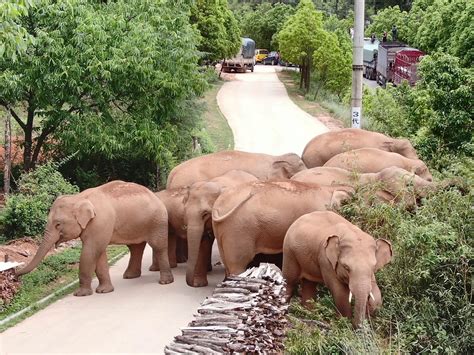 China's wandering elephants approach traditional habitat in Yunnan ...