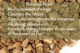 Image result for burdock root | Burdock root, Burdock root benefits ...