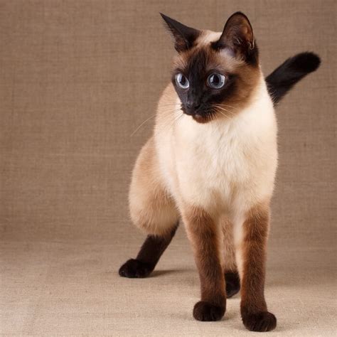 Thai / Old Style Siamese Cat Breed: Size, Appearance & Personality