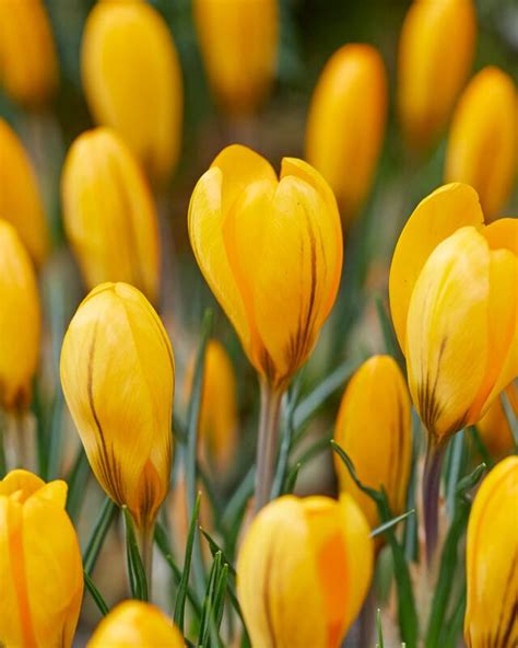 Crocus Large Flowering 'Golden Yellow' Crocus from ADR Bulbs