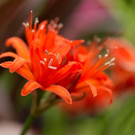 Red Nerine Lily ,Guernsey Lily | American Meadows