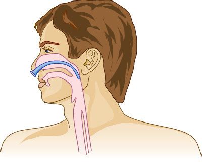 airway | Taber's Medical Dictionary