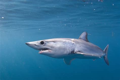 Shortfin mako shark - Alchetron, The Free Social Encyclopedia