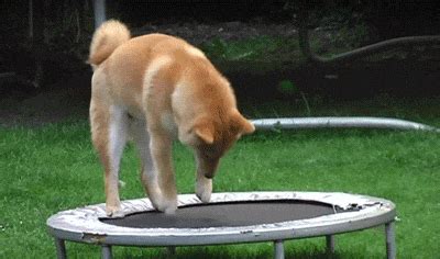 Bounce GIFs - Find & Share on GIPHY