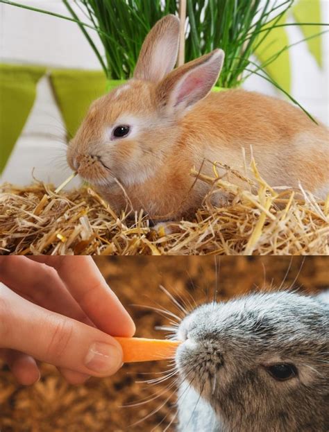 Feeding Rabbits with Balanced Nutrition and Veterinary Care - ABVC