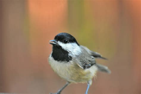 Bird Macro Photography Of White And Black Bird Finch Image Free Photo