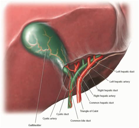 Laparoscopic Cholecystectomy Anatomy