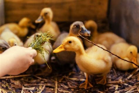 Baby Ducks & How To Raise Them (Guide To Duck Care)