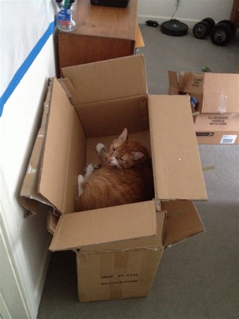 Cats in Boxes – jameystegmaier.com