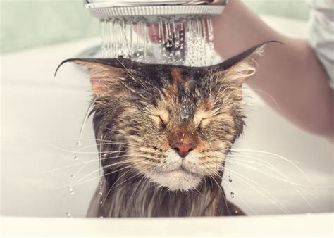 Cat Baths 101: The When and How to Bathe a Cat | Healthy Paws Pet Insurance