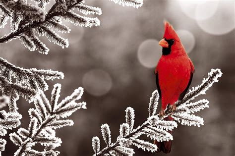 Cardinal Bird Wallpapers - Wallpaper Cave