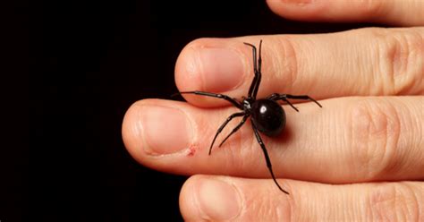 4 misconceptions about the black widow spider - CBS News