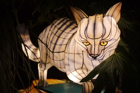 Giant Lanterns of China | Edinburgh Zoo, 2019 | Lesley Mitchell | Flickr