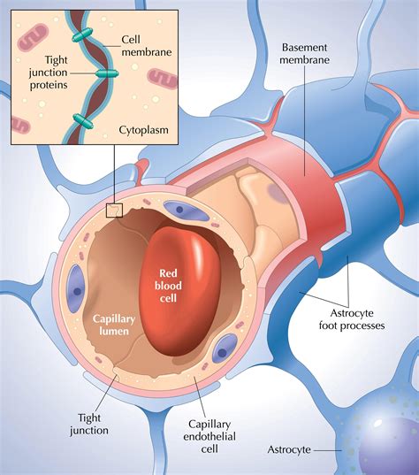 ELI5 the blood brain barrier; are blood vessels different in the brain ...