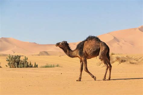 Camel Facts: Habitat, Behavior, Diet