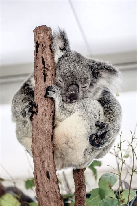 Koala Sanctuary Lone Pine Koala Sanctuary, Australia Animals, Koala ...