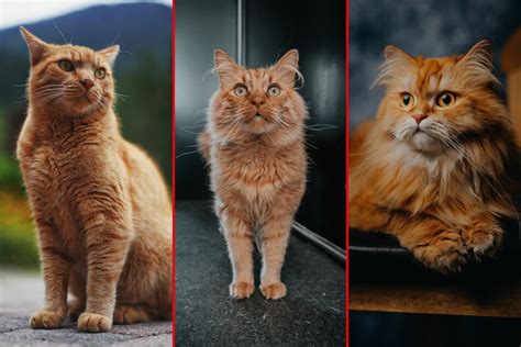 Best orange cat breeds: Top 10 orange tabby cat breeds