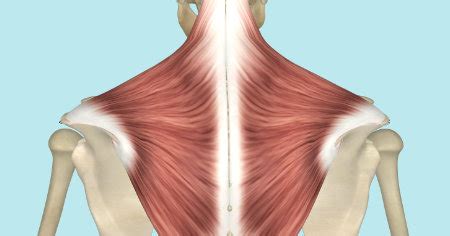 Trapezius Muscle Diagram