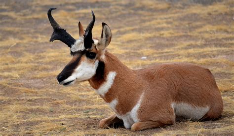 Pronghorn Antelope | Animals wild, Fluffy animals, North american animals